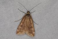 Loxostege sticticalis