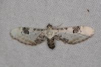 Eupithecia centaureata