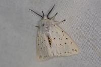 Spilosoma lubricipeda