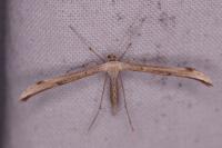 Emmelina monodactyla