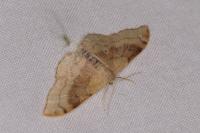 Idaea degeneraria