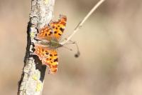 Polygonia c-album