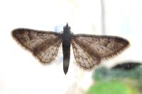 Gymnoscelis rufifasciata