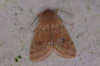 Orthosia cruda