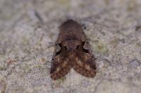 Orthosia gothica