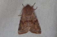 Orthosia incerta