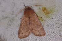 Orthosia cerasi