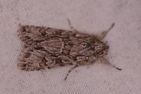 Xylocampa areola