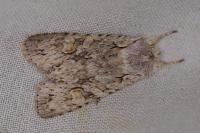 Lithophane ornitopus