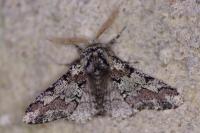 Biston strataria