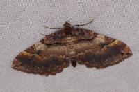 Earophila badiata