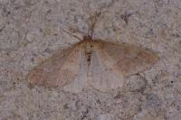 Phigaliohybernia marginaria