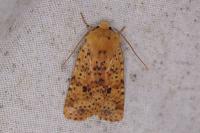 Conistra rubiginea