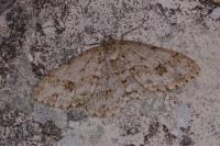 Ectropis crepuscularia