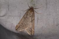 Alsophila aescularia
