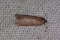 Tortricodes alternella