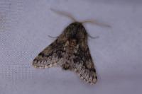 Apocheima hispidaria