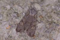 Lithophane ornitopus