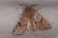 Orthosia incerta