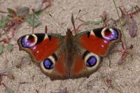 Aglais io