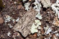 Xylocampa areola