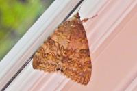 Catocala nupta