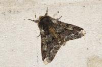 Biston strataria