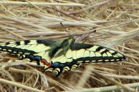 Papilio machaon