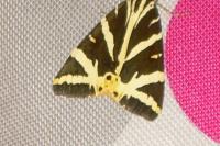 Euplagia quadripunctaria