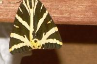 Euplagia quadripunctaria