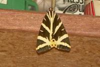 Euplagia quadripunctaria