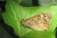 Pararge aegeria