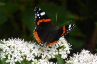 Vanessa atalanta