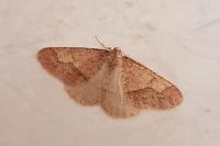 Phigaliohybernia marginaria