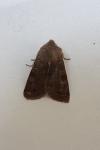 Orthosia incerta