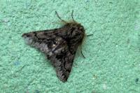 Apocheima hispidaria