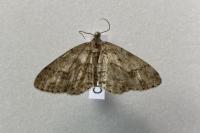 Ectropis crepuscularia