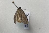 Pachycnemia hippocastanaria