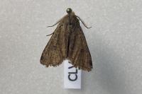 Orthosia cruda