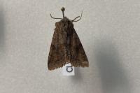 Orthosia incerta