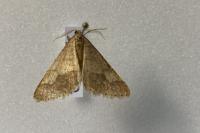 Phigaliohybernia marginaria