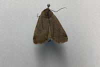 Conistra erythrocephala