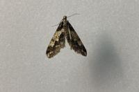 Agriopis leucophaearia