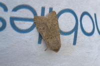 Orthosia cruda