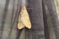 Alsophila aescularia