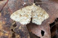 Ectropis crepuscularia