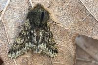 Apocheima hispidaria