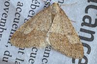 Phigaliohybernia marginaria