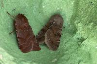 Orthosia incerta