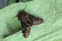 Apocheima hispidaria